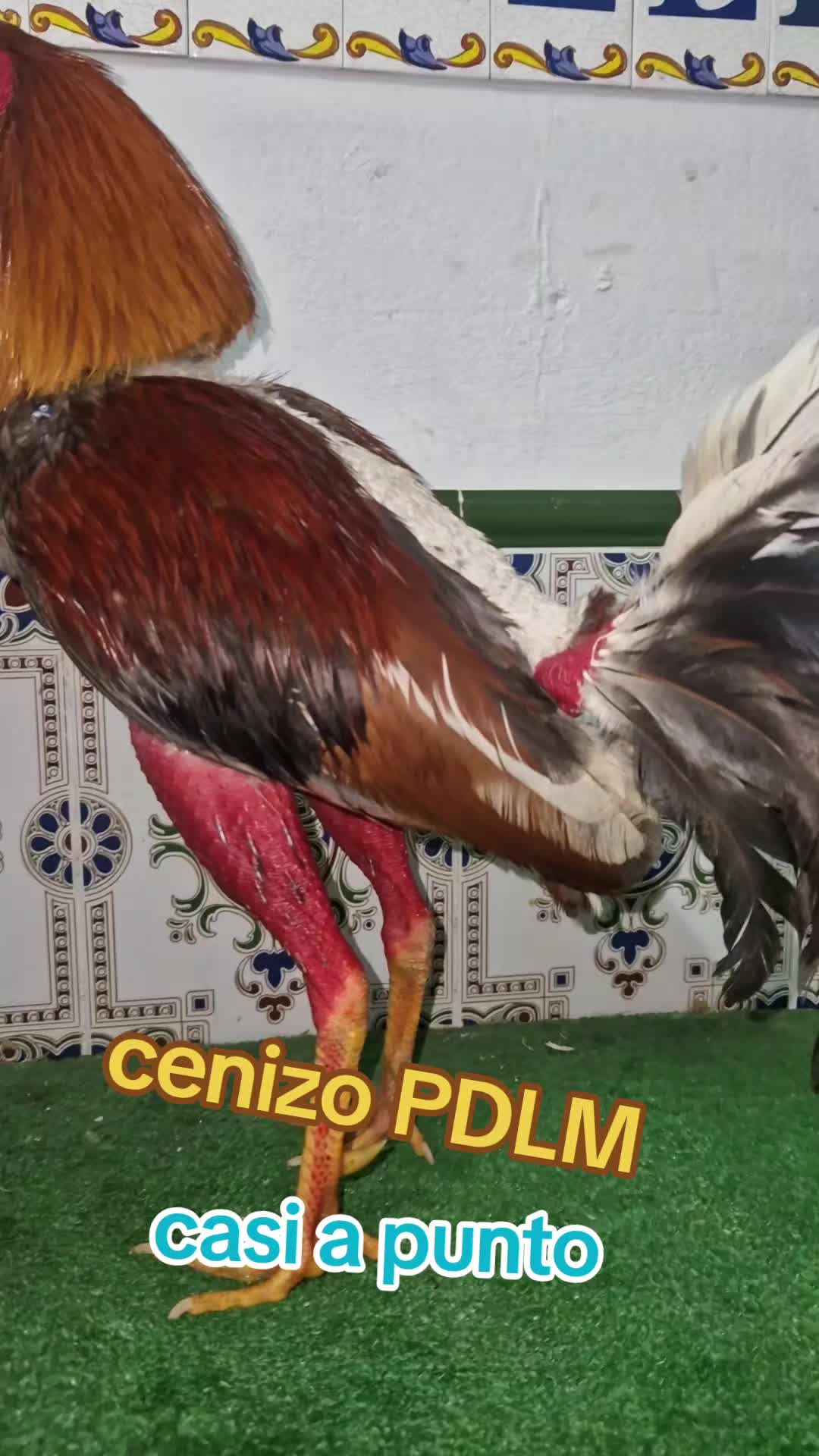 @eli gallero pdlm andalucia