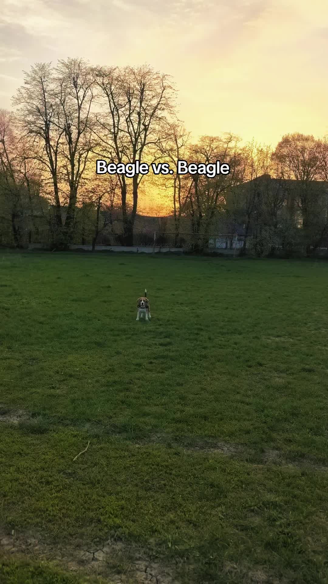 @Bogdănel 😎 & 🐶 Masha