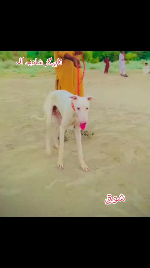 @Mushtaq Ahmad