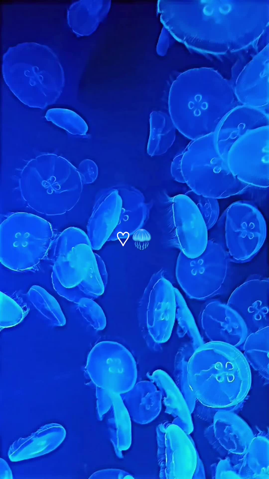 @𝕙𝕚𝔭𝔭𝕚𝐁𝐎𝓝ģ🥦ɞ