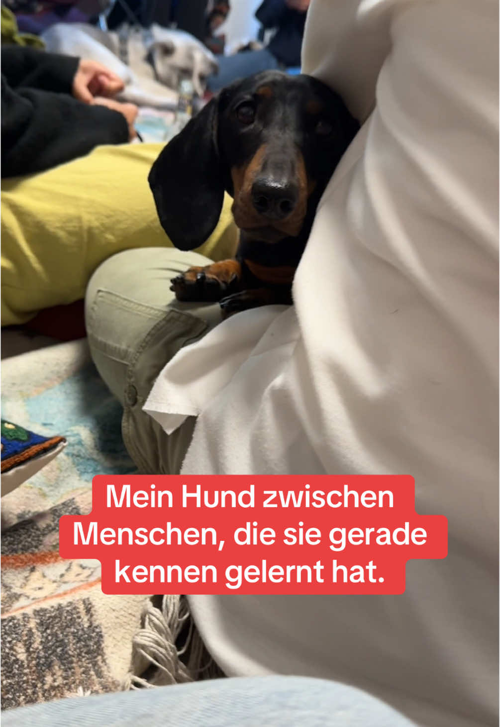 @SausagedogMaja