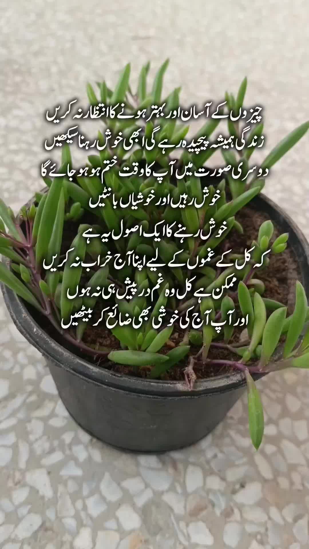 @Kainat Quotes