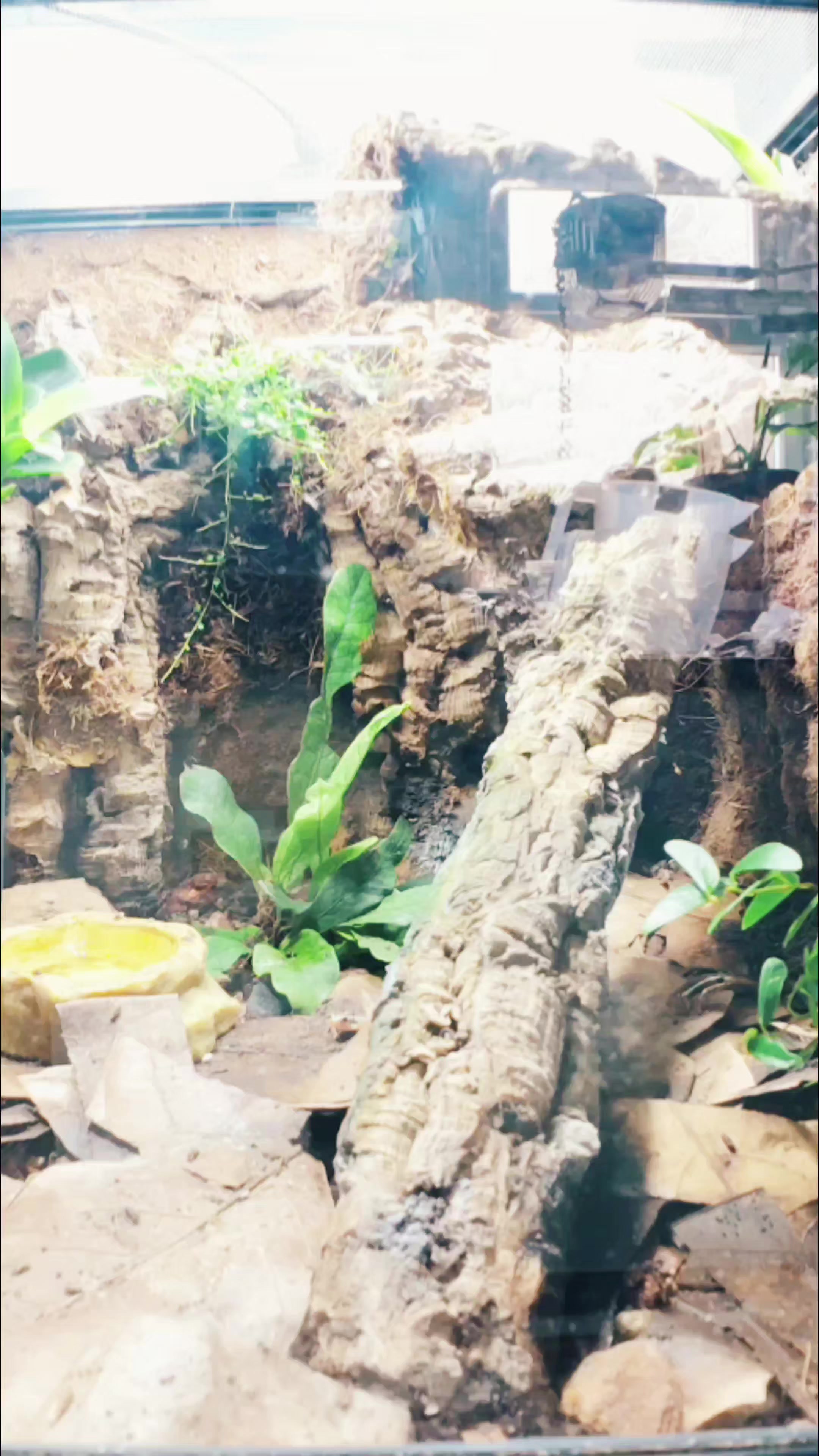 @GBee Shrimp & Aquatics
