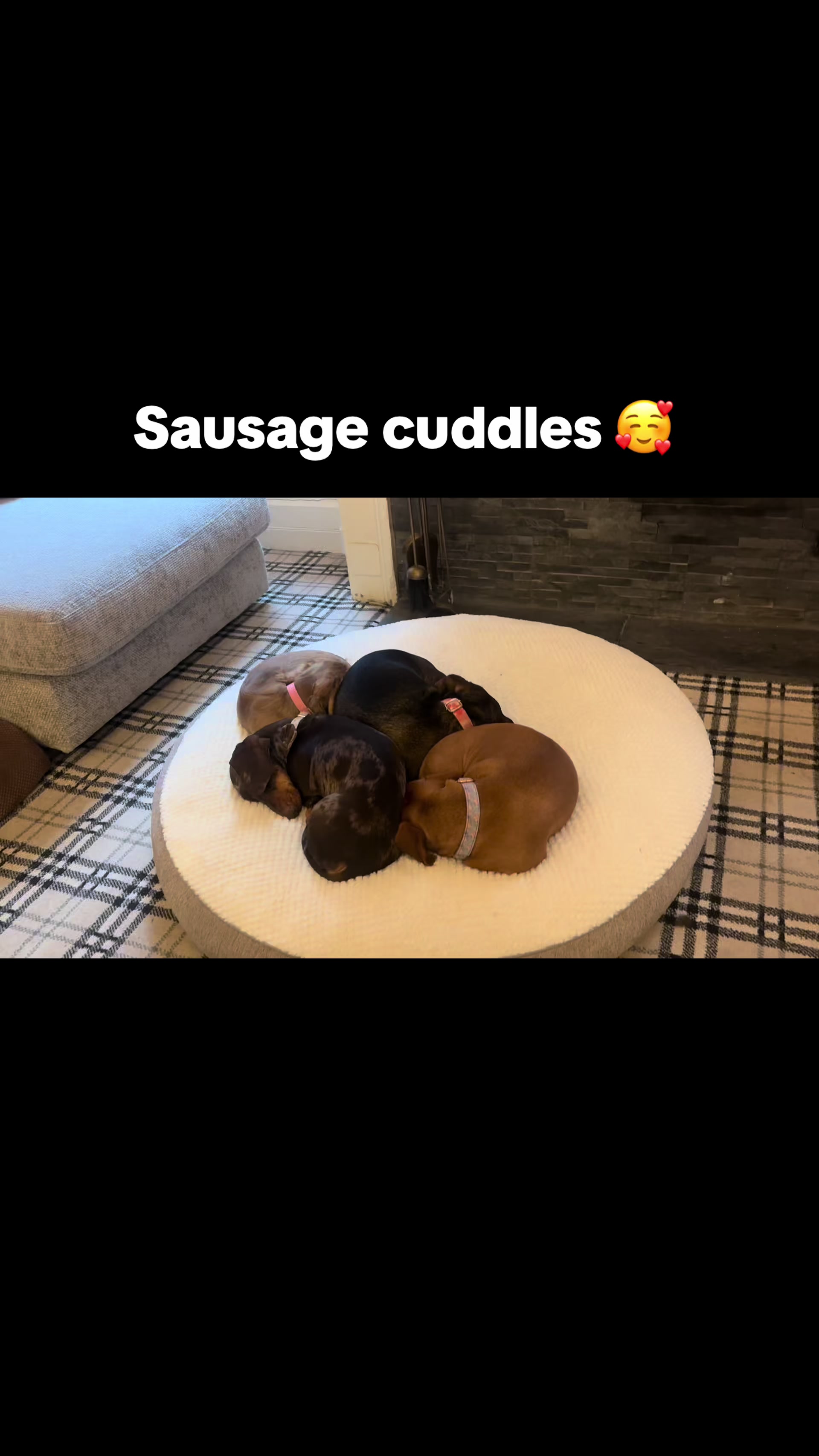 @doglovers1980
