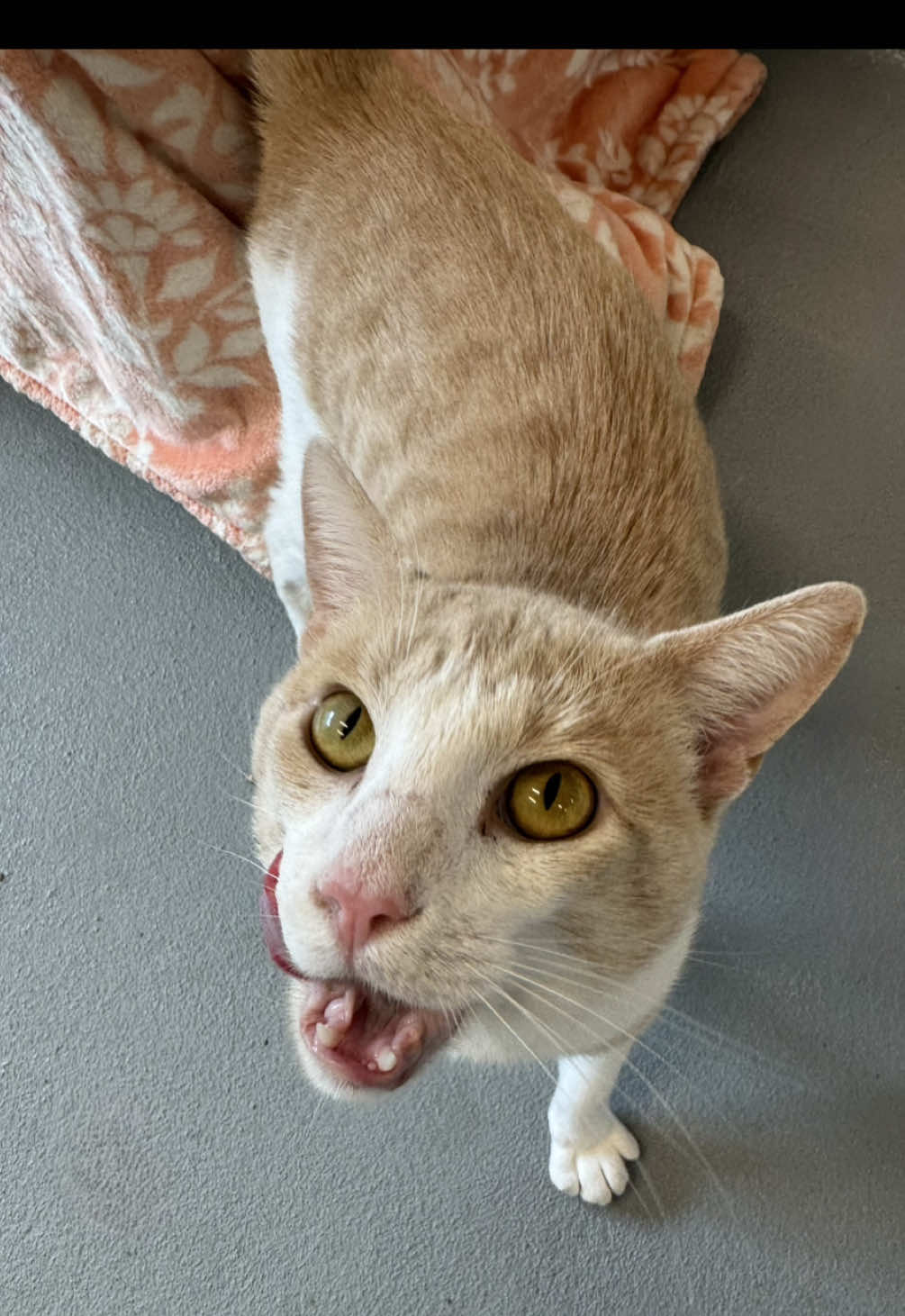 @Friends of Strays