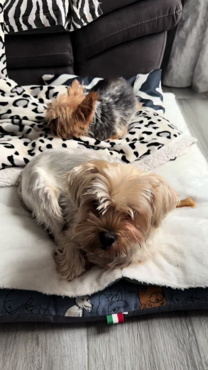 @🐶Bella&Mila🐶
