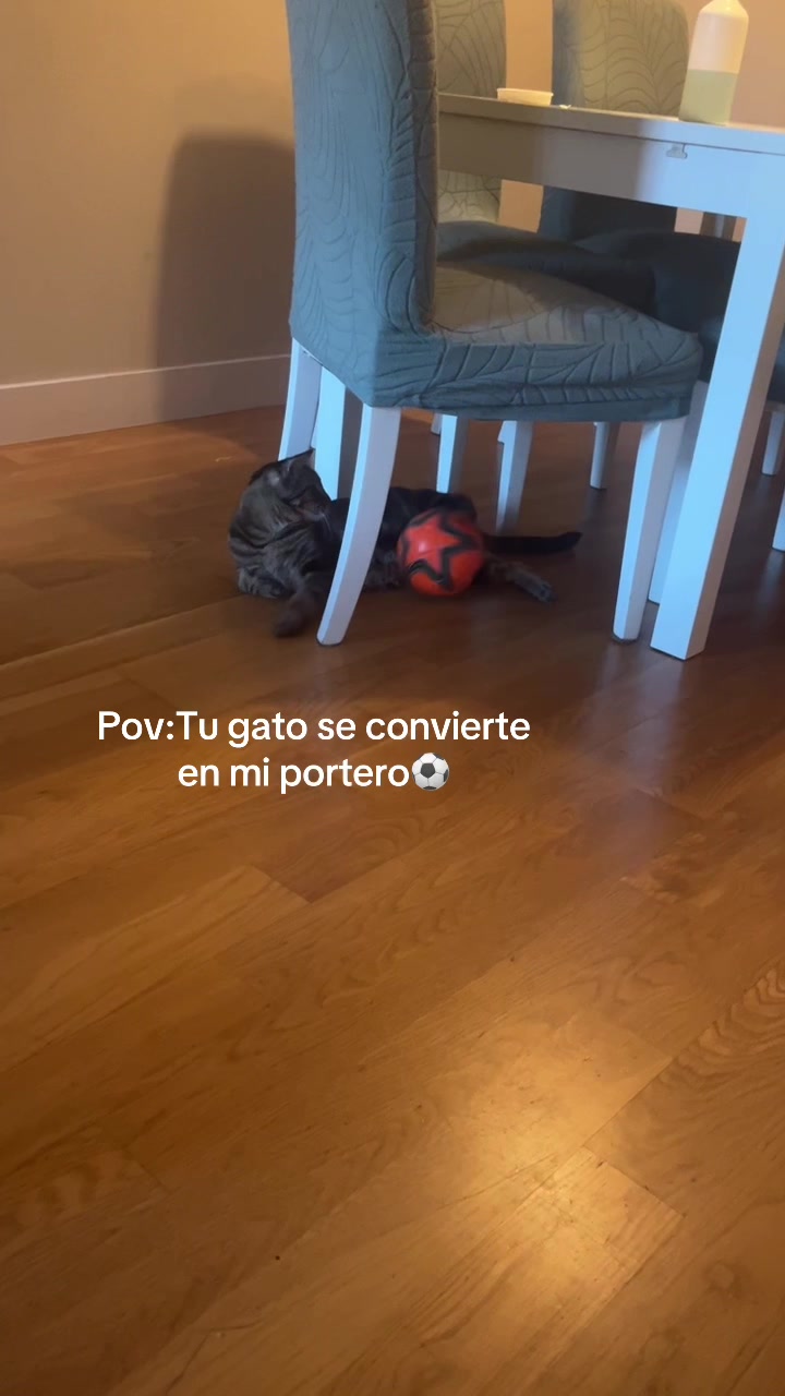 @Cloe-Leo 🤍🧡cats