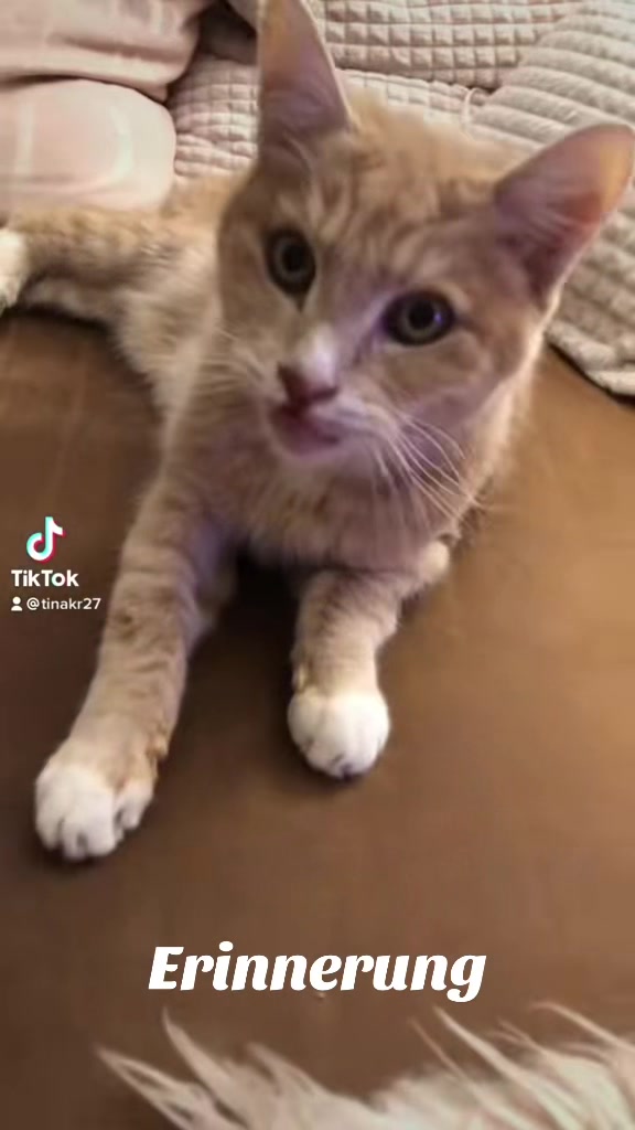 @Tina🙋🏼♀️Shiva🐈⬛❤️Mou🐈