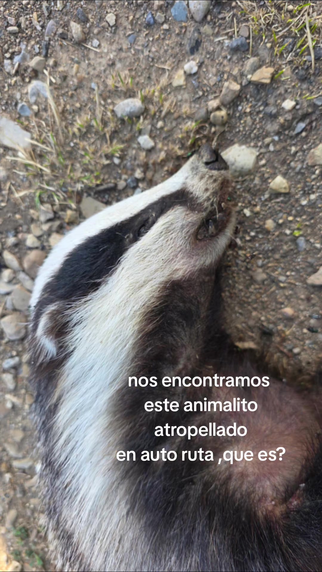 @Mauricio Andres Bravo Gonzalez
