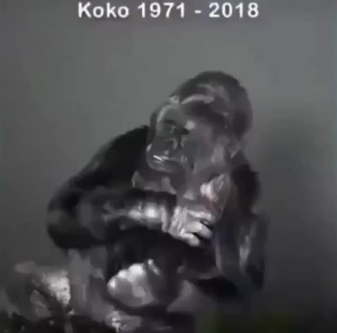 @dogmeat