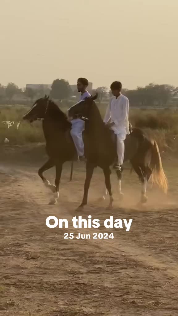 @Ch Hammad bokan &hearts;️🐎