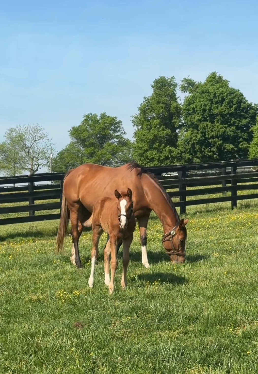 @Breeders&rsquo; Cup