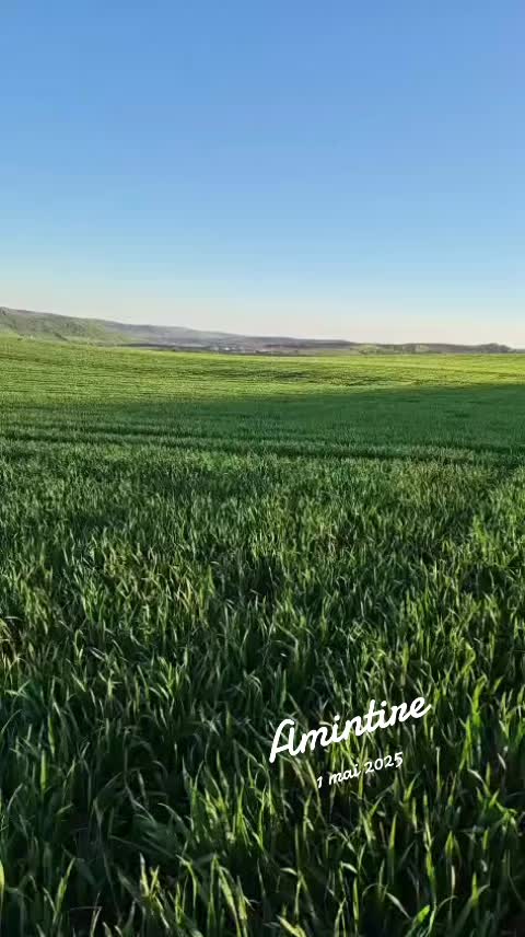@levibalazs3