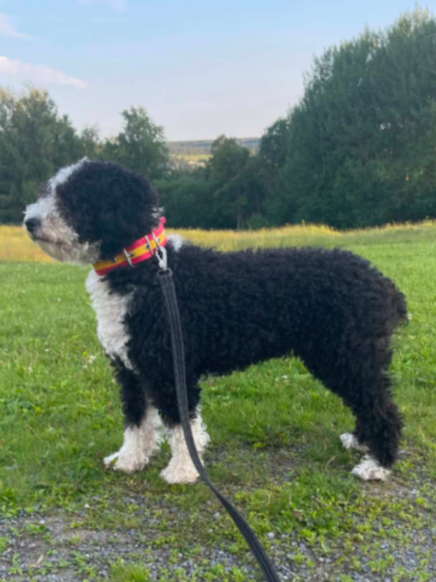 @🐾✨️mhdogs✨️🐾🇸🇪
