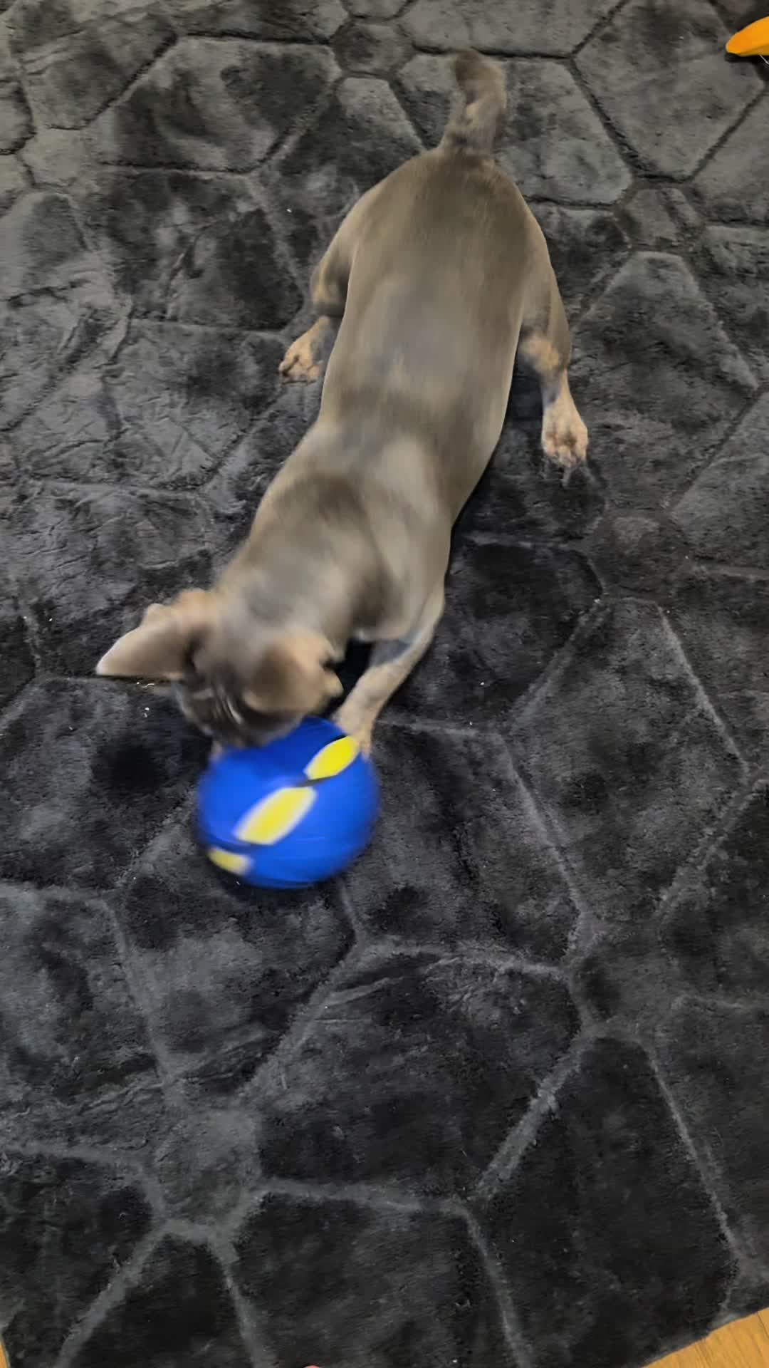 @Diablo the frenchie