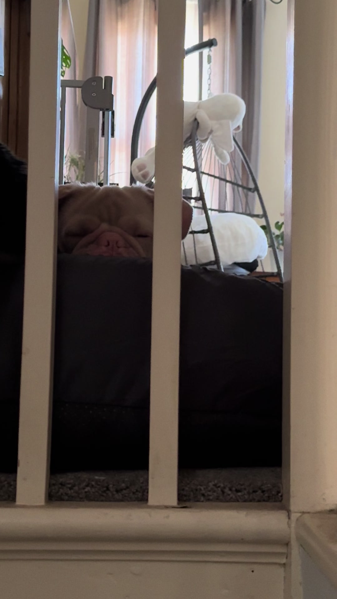 @pinkpugrufus