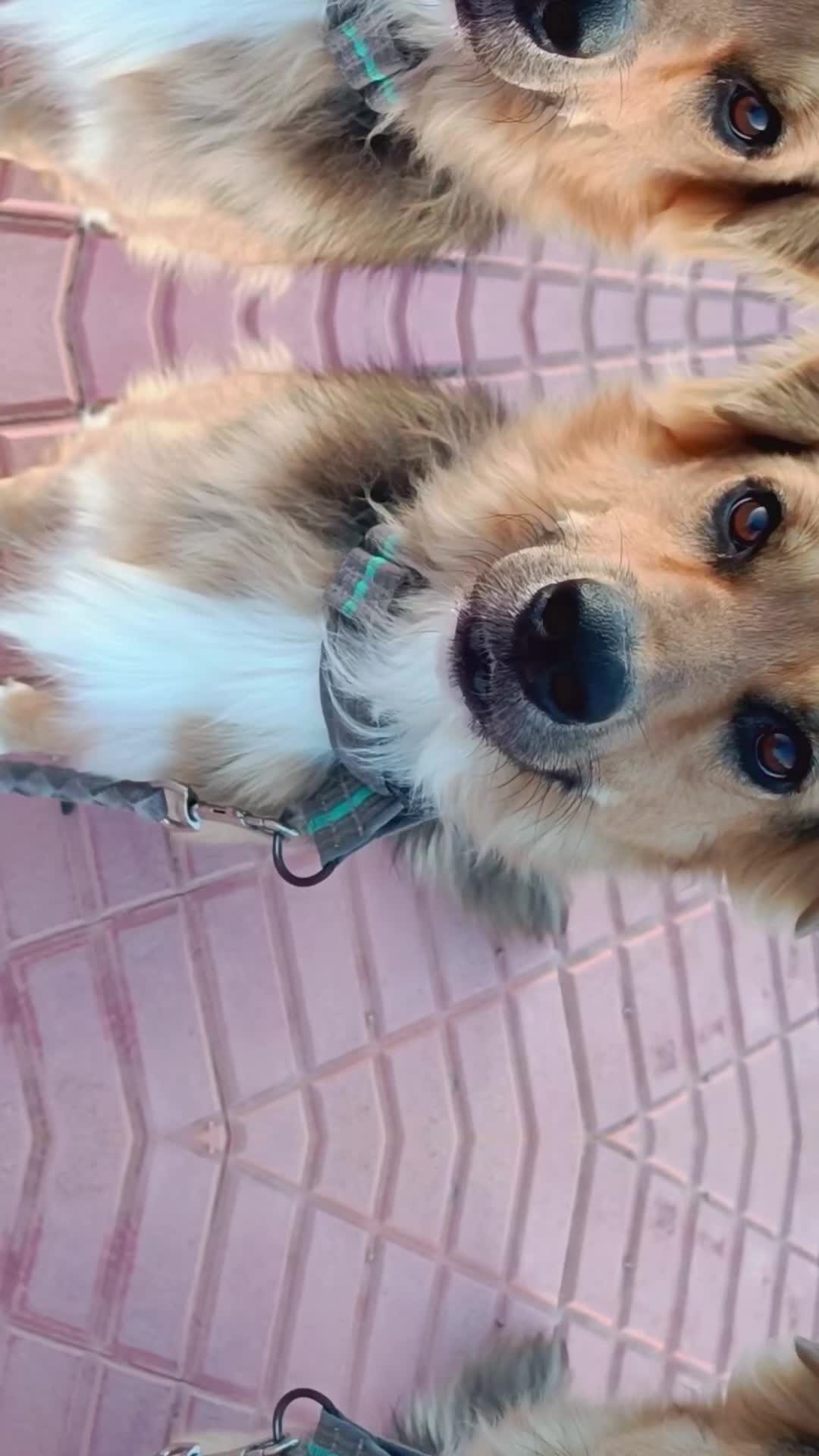 @RoyleDogWalking