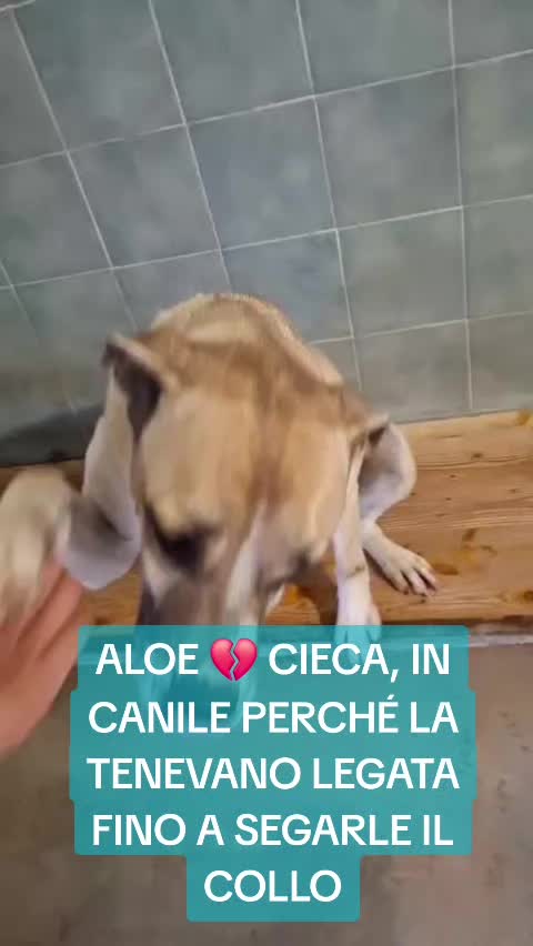@Manuela