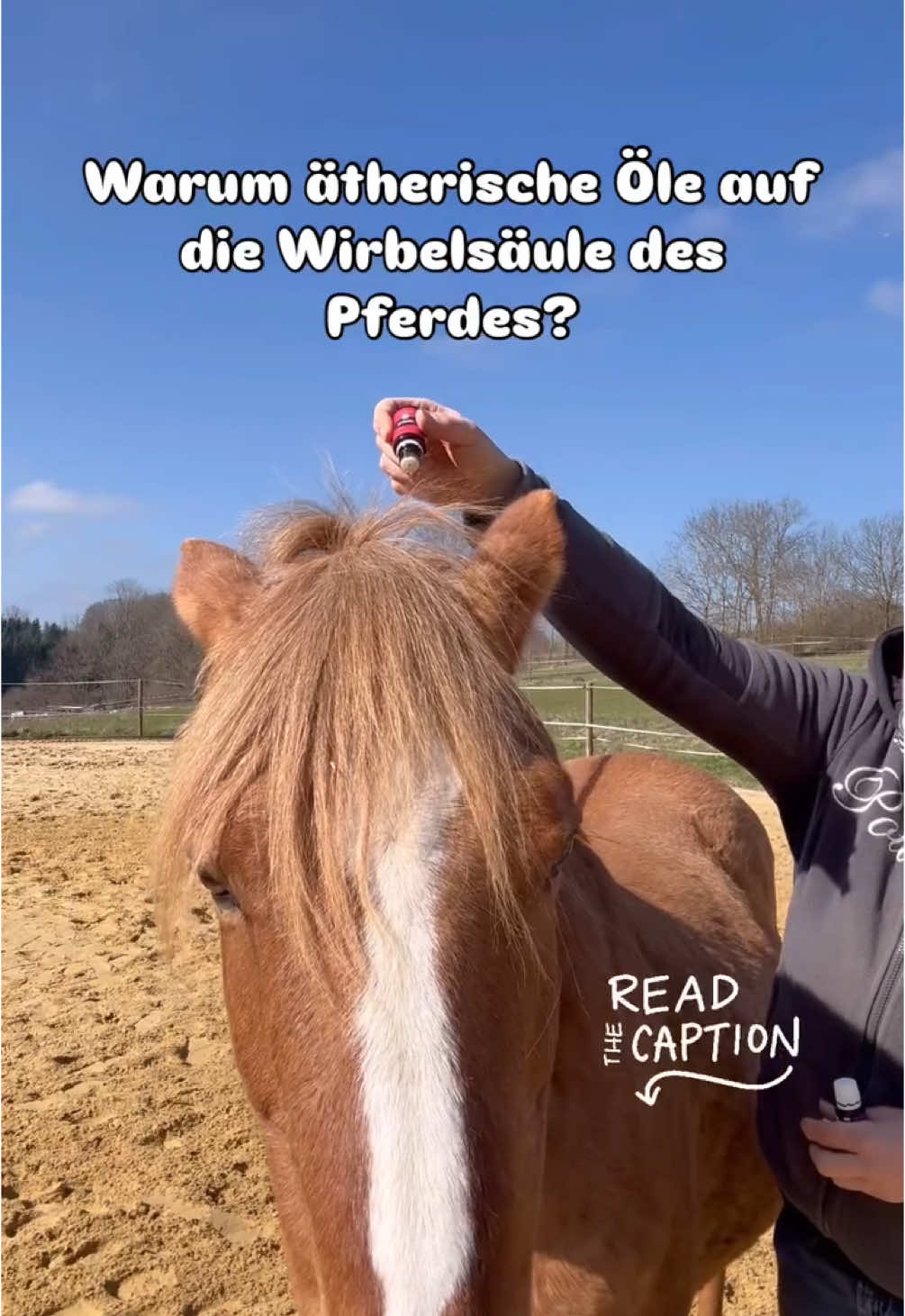 @equine_body_in_balance