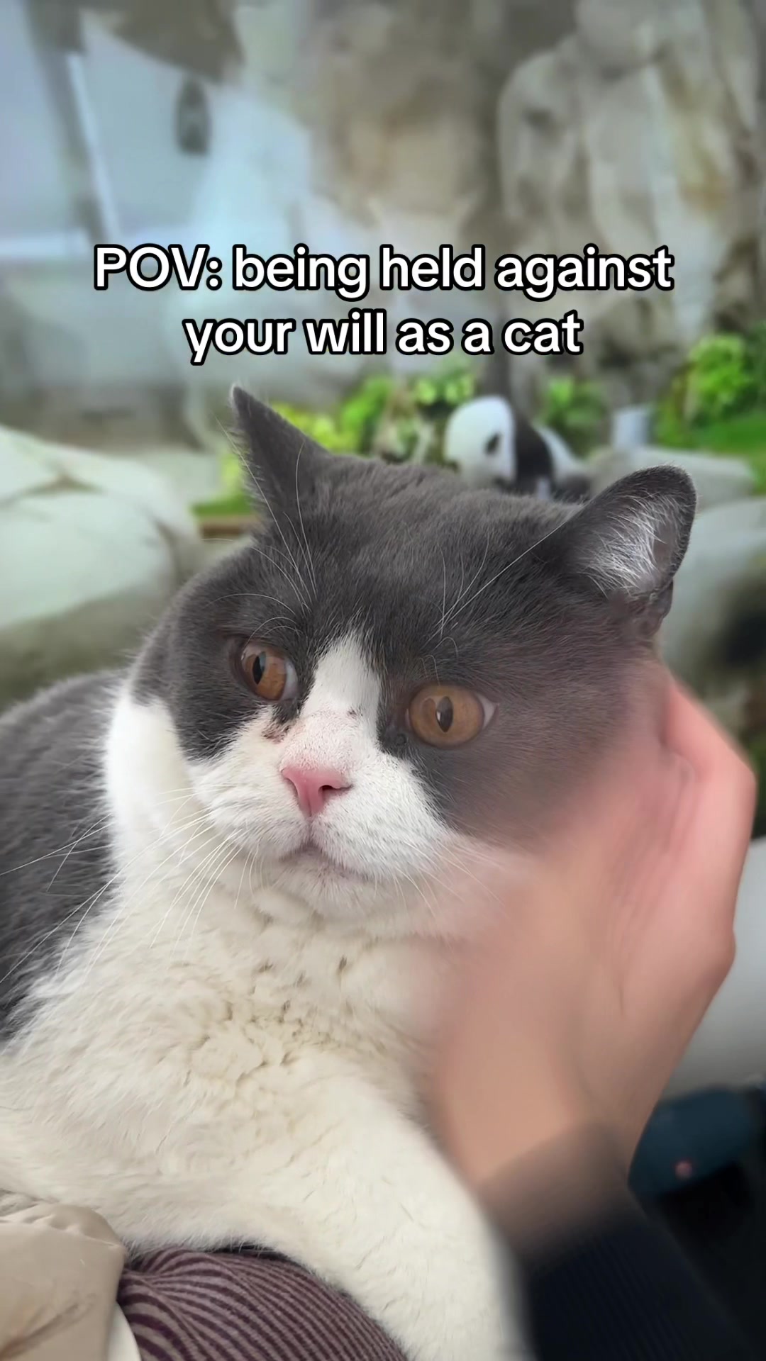 @Emojithecat
