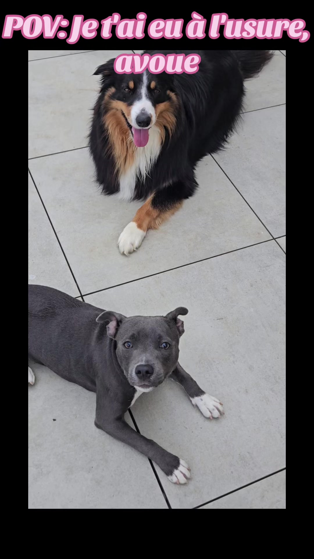 @staffy Alya