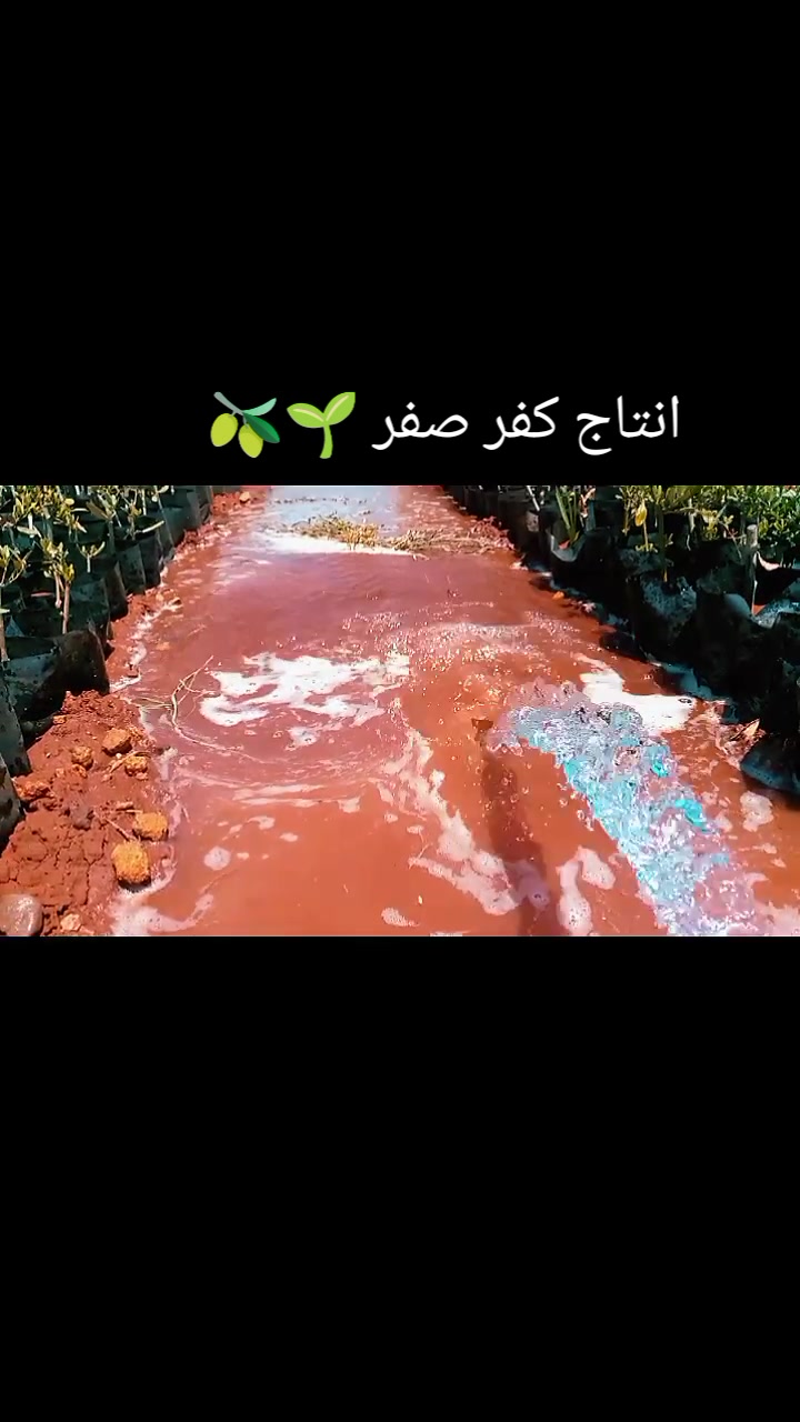 @بنت كردي