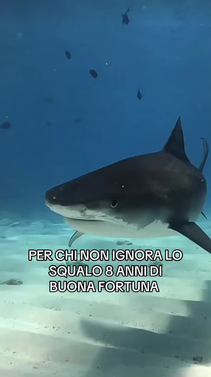 @catlovers
