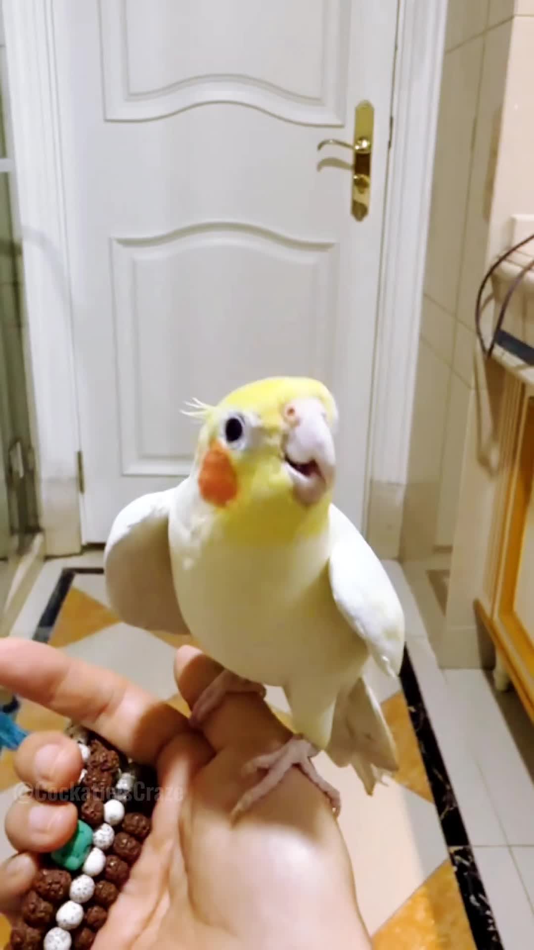 @Cockatiels Craze