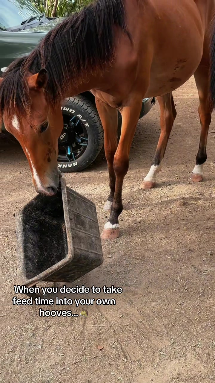 @roots_riding_stables