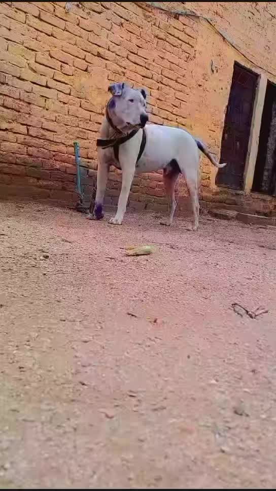 @Raja Ali Rajput 😎