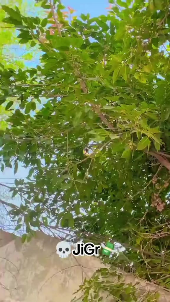 @AسAD جoyia 007