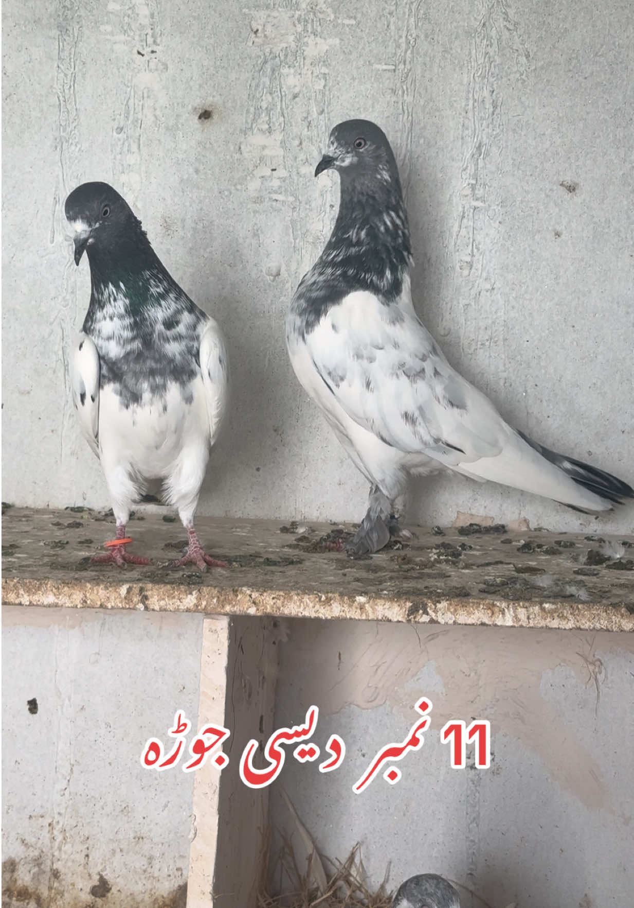 @Aero Pigeons Club