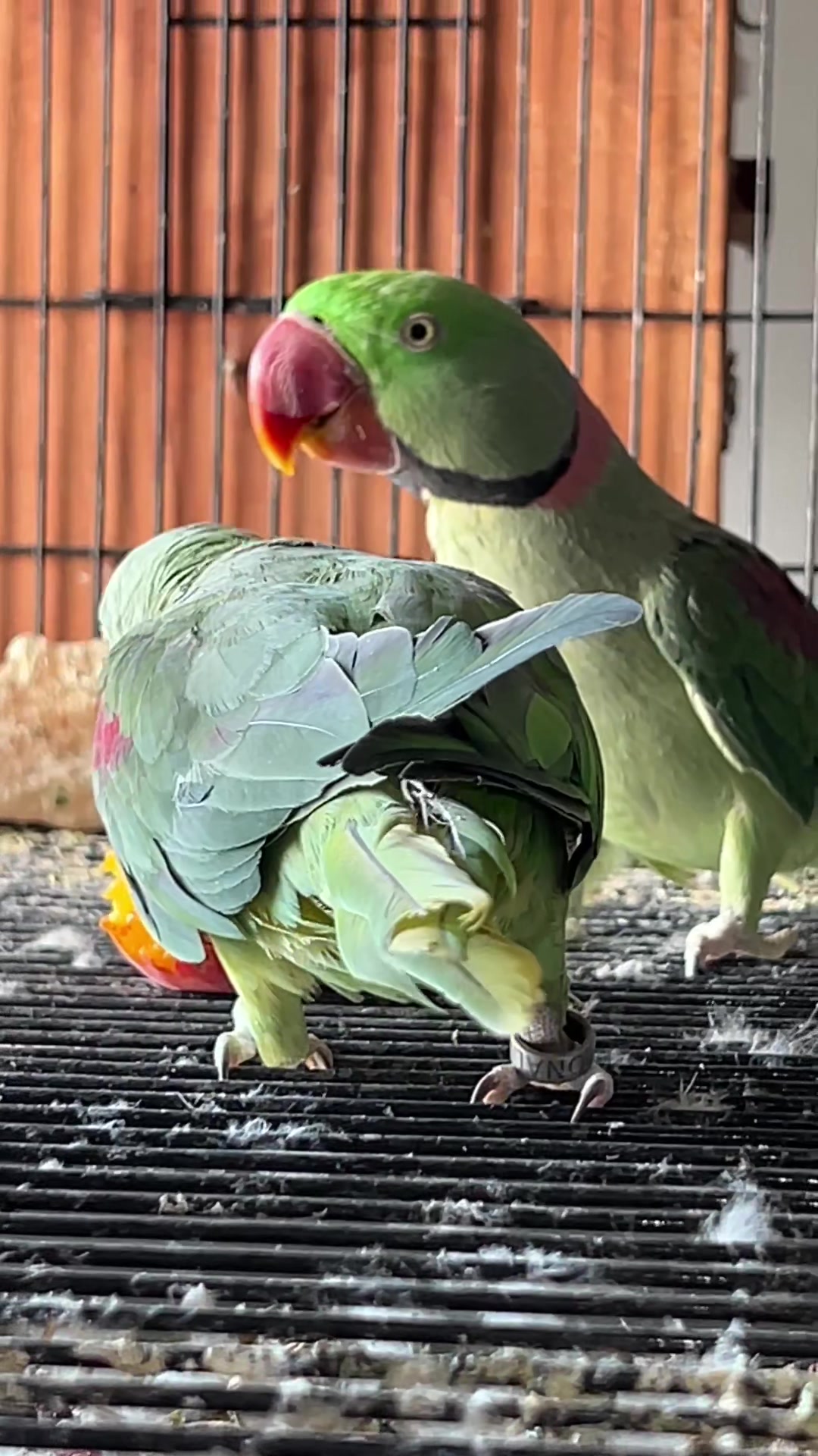 @Zozi Aviary