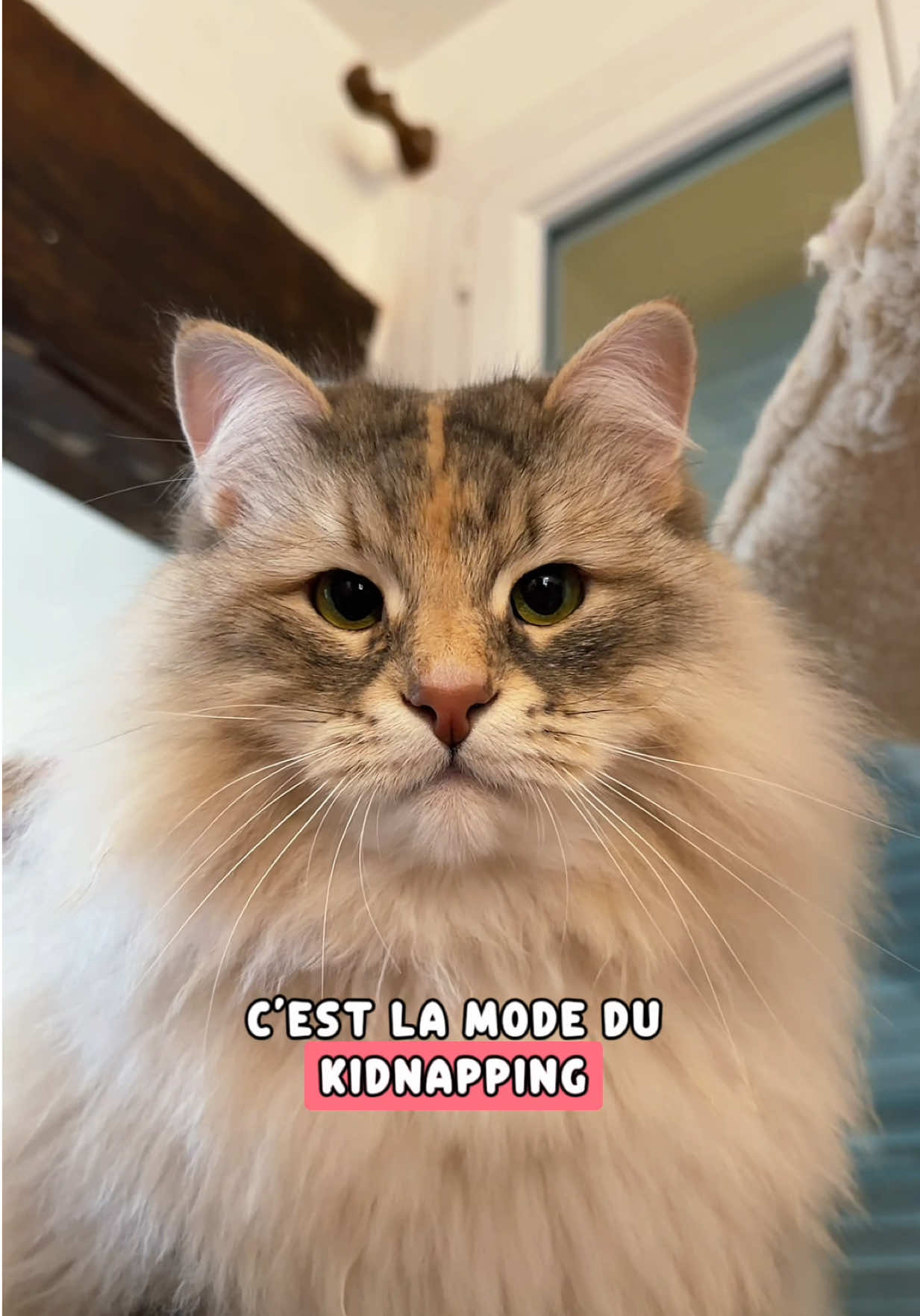 @La Patt’Enchantée