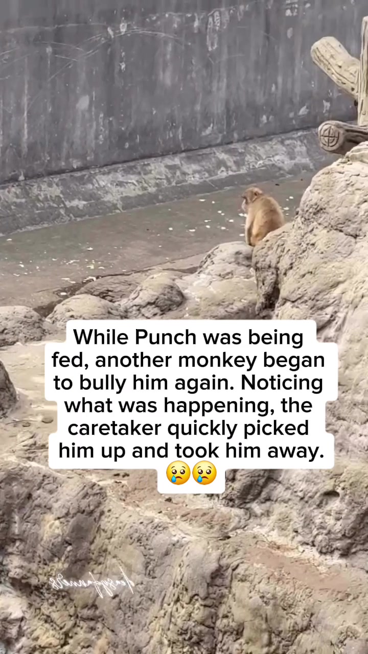 @Thepunchmonkey.com
