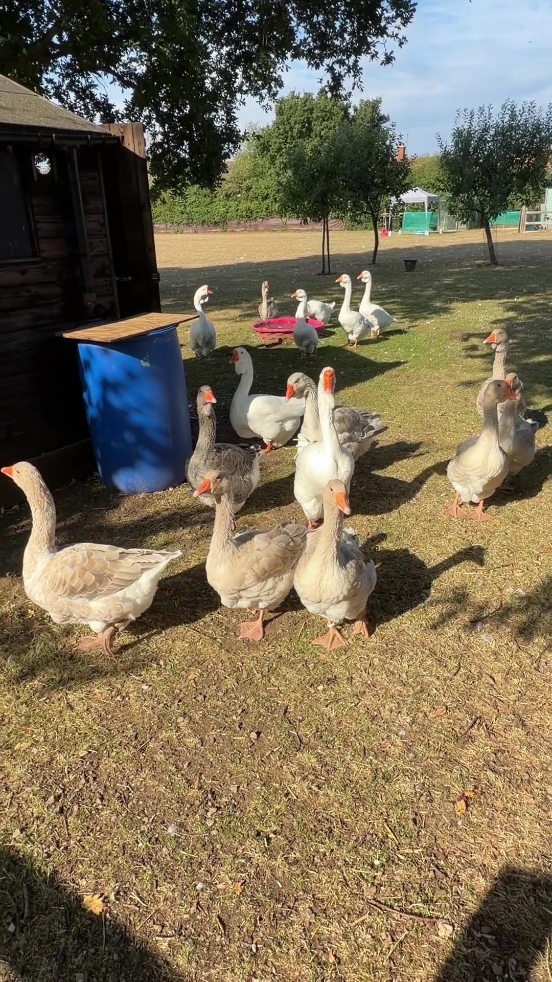 @Willsbirdsanddogs