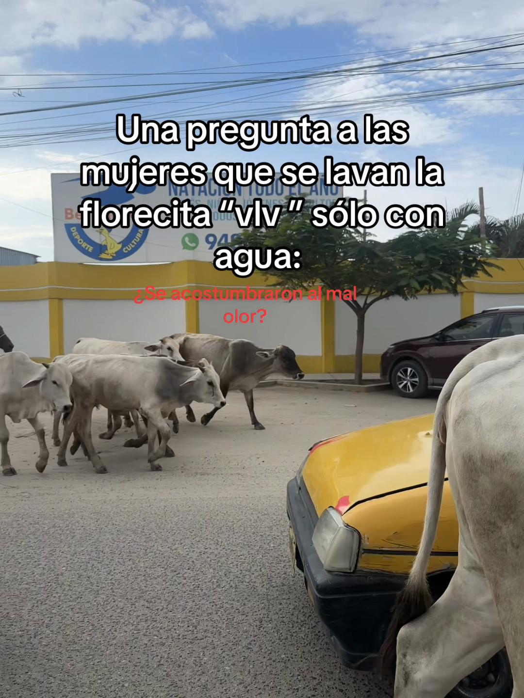 @🌷 BORI forte &reg;️🌷🇵🇪🇨🇴🇺🇸