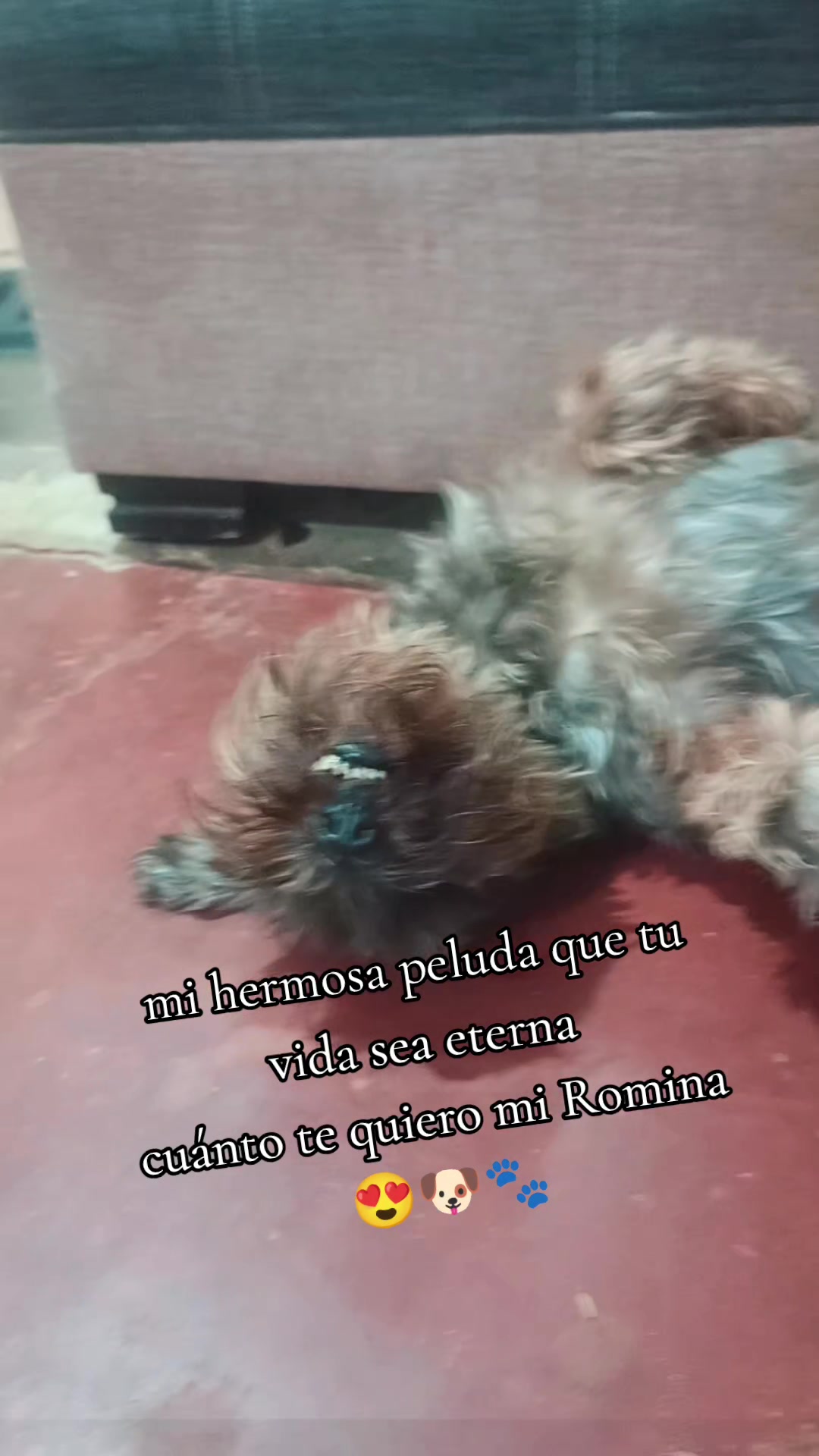 @๐ท๐๐๐๐๐๐๐๐๐โค๏ธ๐ฅ