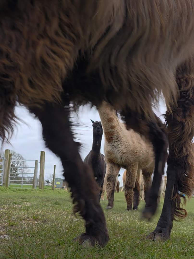 @Bardsea Alpacas and Llamas
