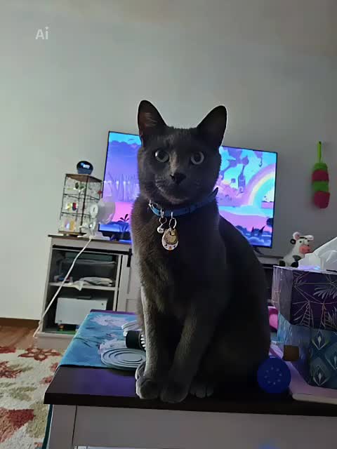 @HappySlappyTimes 🐢 😺