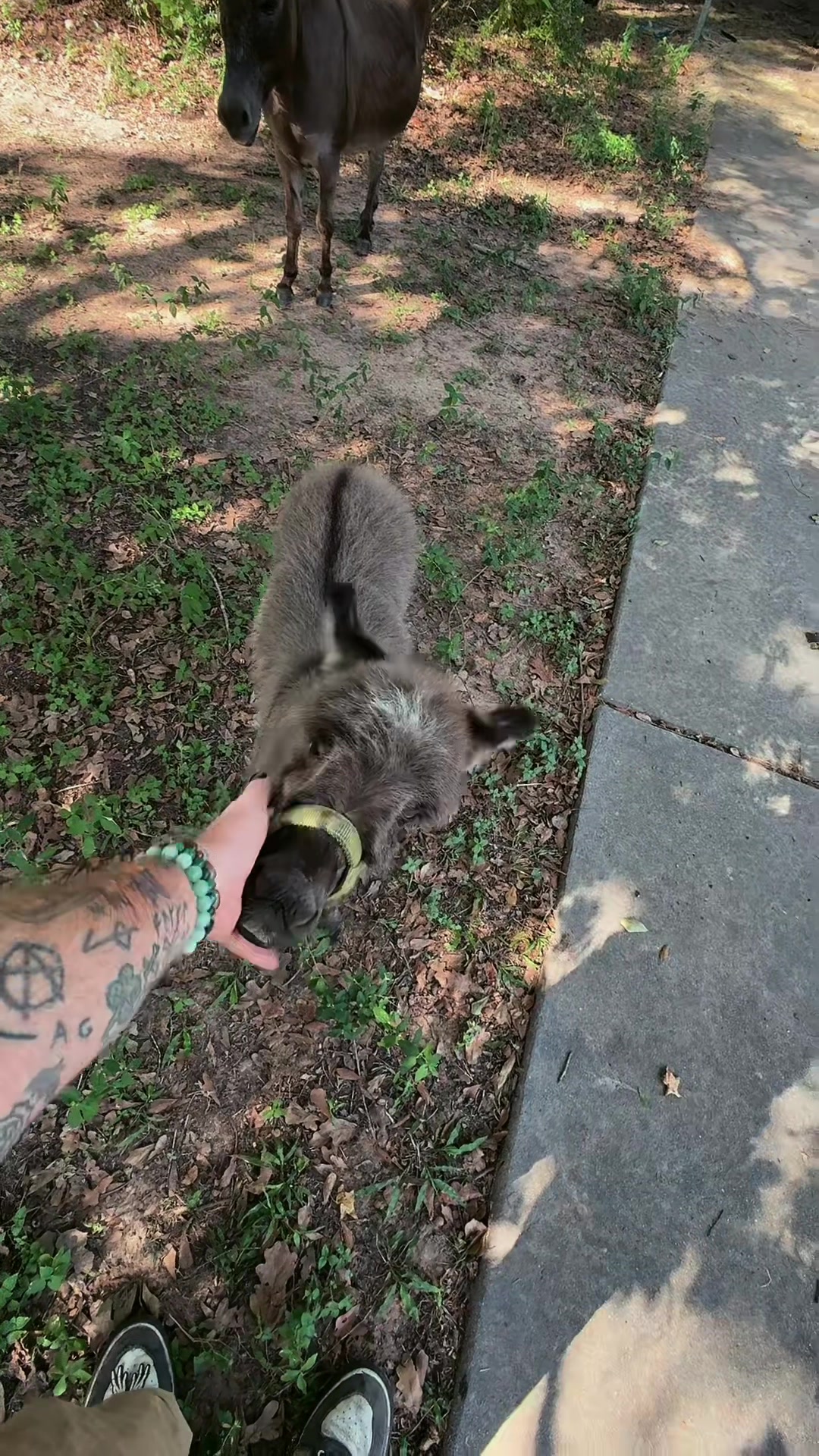 @Fenrir