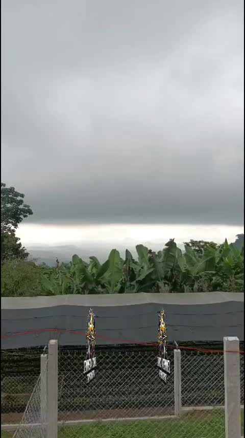 @zardos kennel veracruz