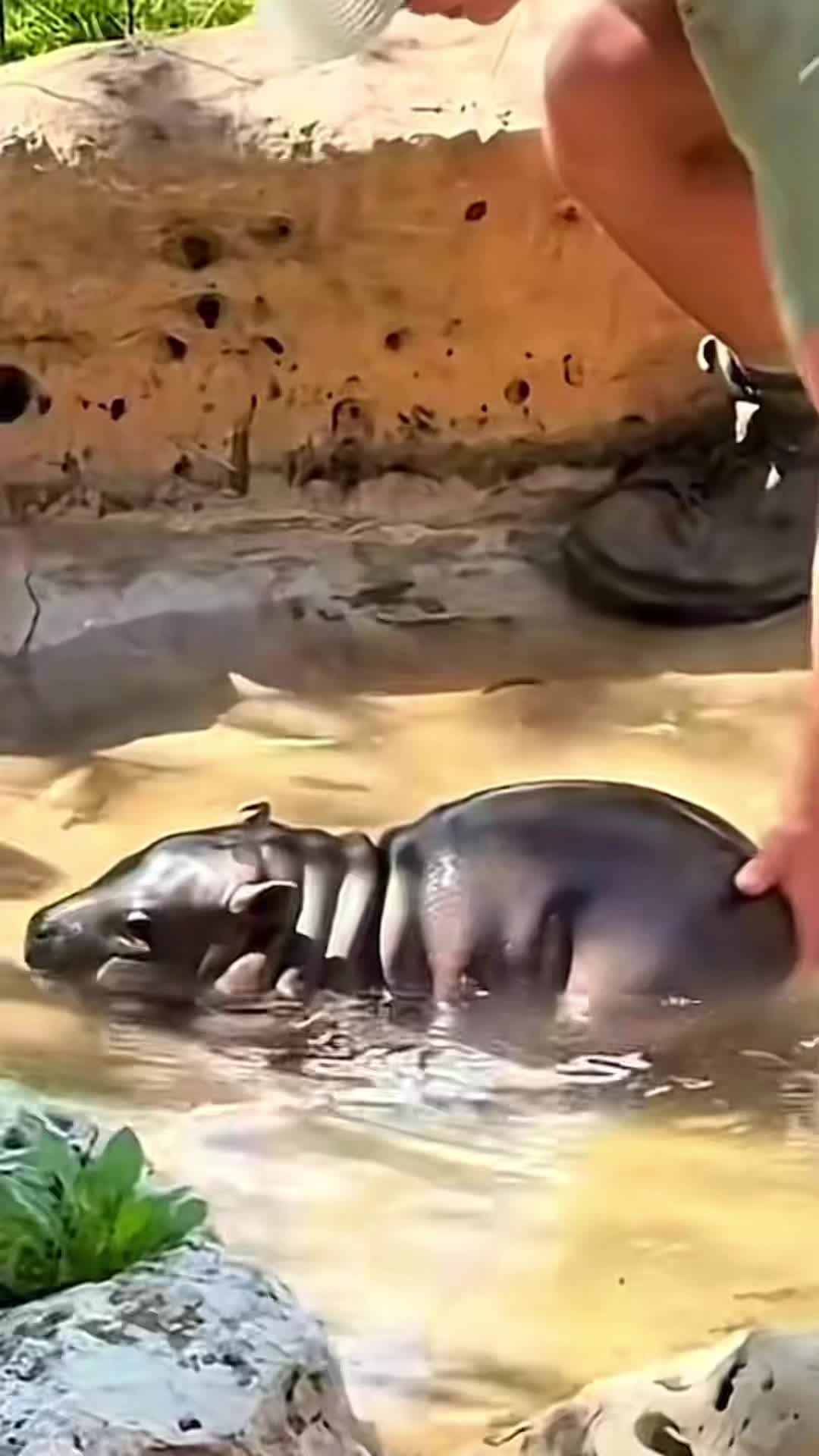 @babyhippoco