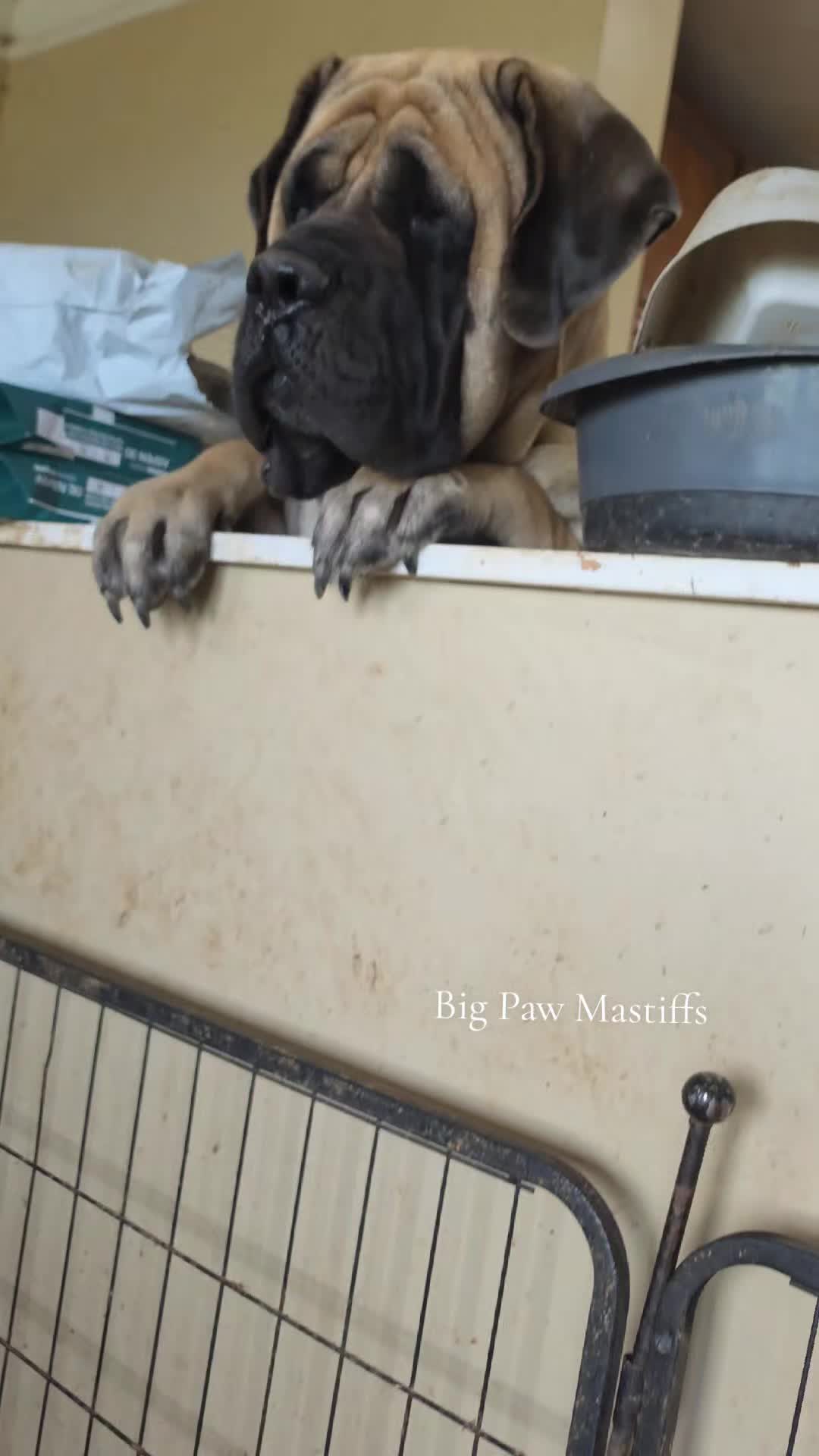 @Big Paw Mastiffs