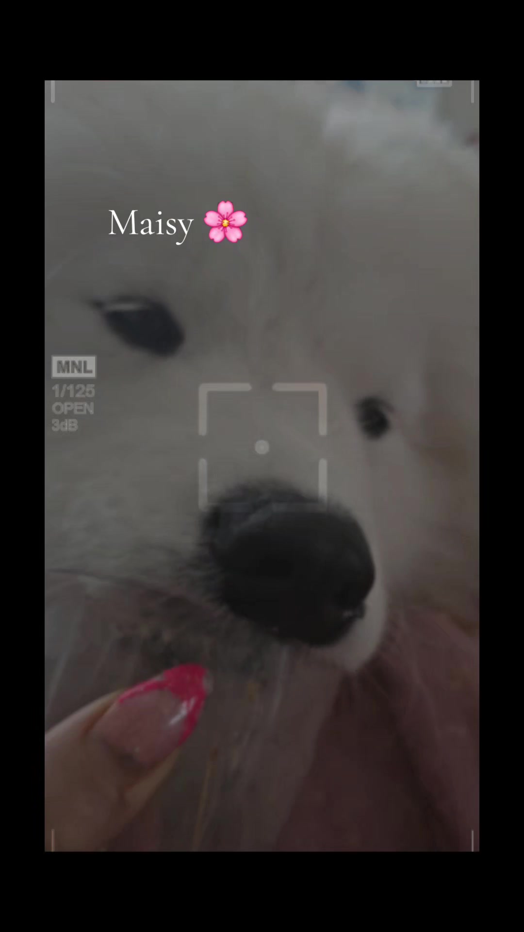 @Samojedowe🐶🇵🇱love🇬🇧