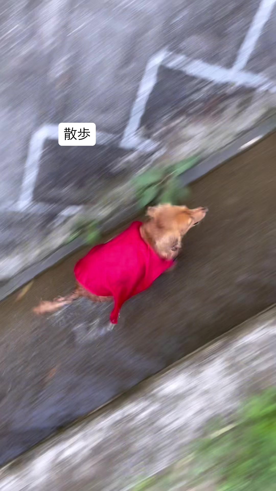 @しばいぬ
