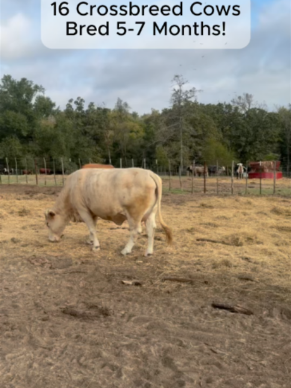 @Rutherford Land and Cattle