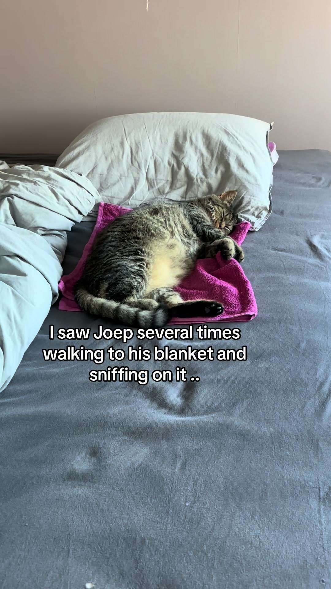 @Joep_the_ rescuecat