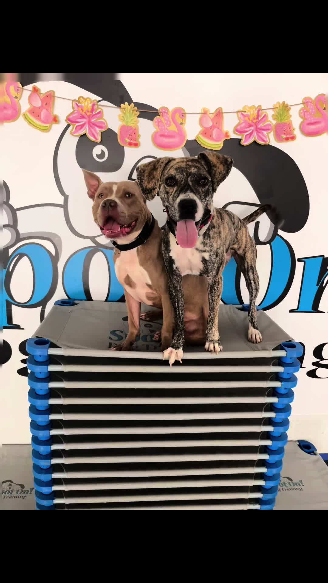 @Jay TheDog Trainer