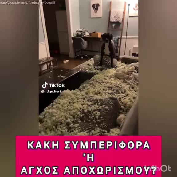 @dogtrainingbymelina